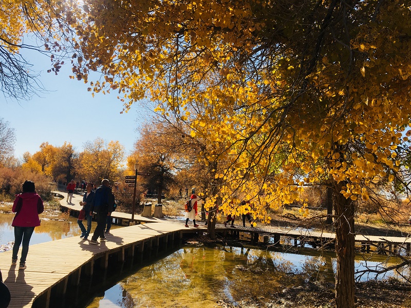 额济纳胡杨林景区