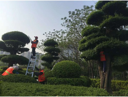 株洲市政绿化工资高吗