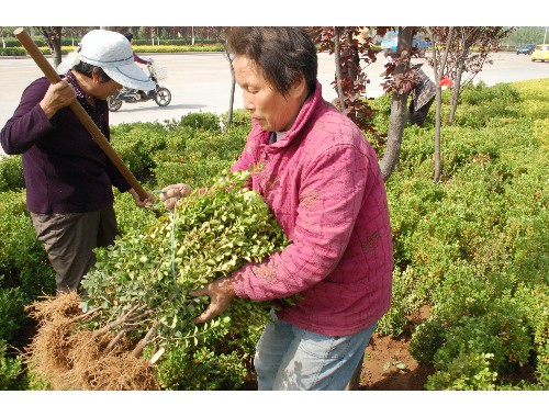 襄阳景观绿化工程